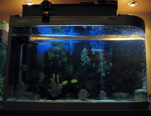 aquarium2 - aquarium mine!