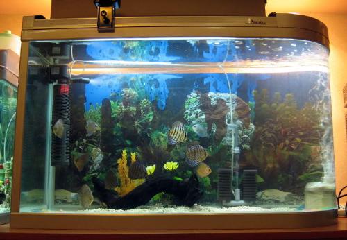 aquarium3 - my aquarium again!
