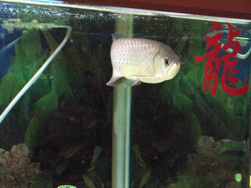asian green arowana - my asian green arowana!