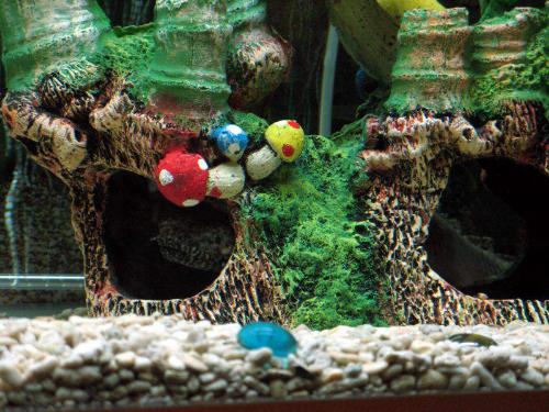 ornate bichir - my ornate bichir!
