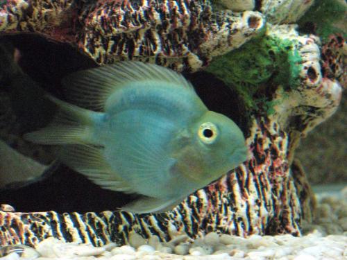 blue parrot fish! - my blue parrot fish