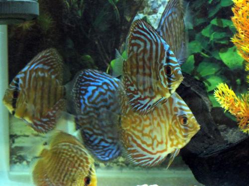 my discus - discus!