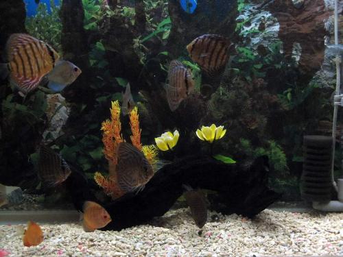 discus - discus