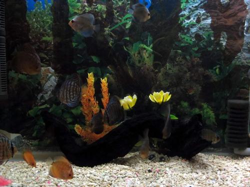 discus again - discus
