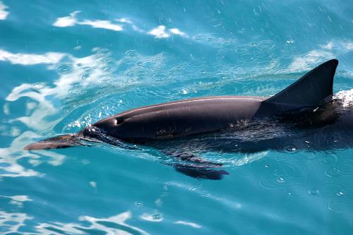 dolphins - dolphins