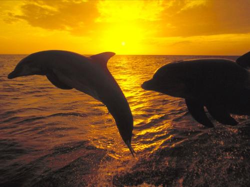 dolphins - dolphins