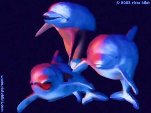 dolphins - dolphins