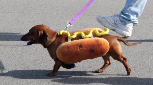 hot dog - Do you like hot dogs?