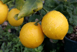 Lemons - Fresh lemons on the tree that gives so much benefit to human health. They are a vital source of Vitamin C and citric acid.