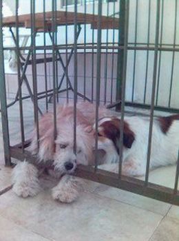 So loving - My cute doggies in their cage (dog house). They are brothers but look very different from one another. They get along really well and don't even fight for food!