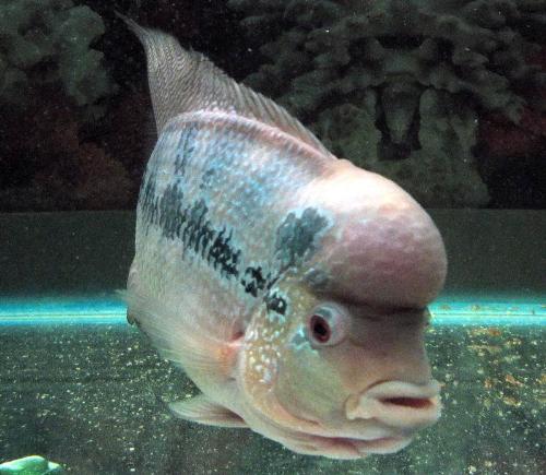 my flowerhorn 1 - my flowerhorn fish