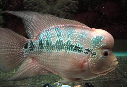 my flowerhorn 2 - my flowerhorn