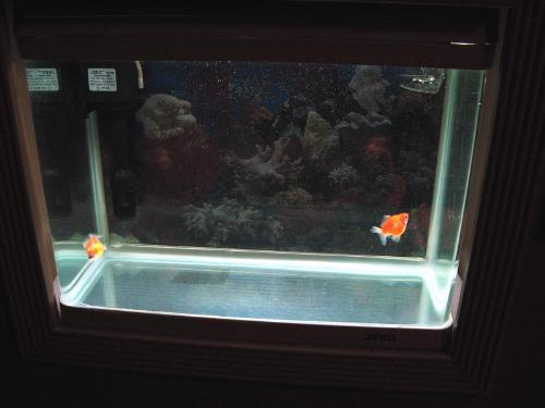 my pingpong goldfish - pingpong pearlscale goldfish!