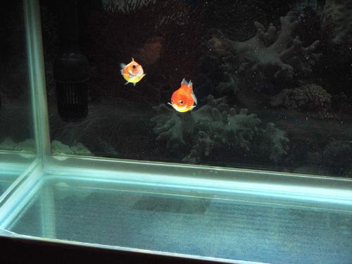 my pingpong goldfish 2 - pingpong pearlscale goldfish