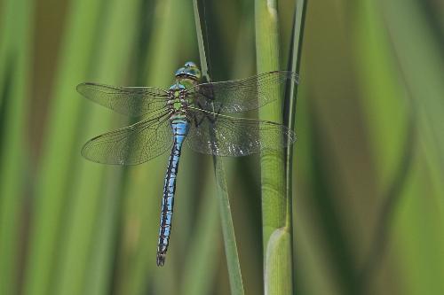 fly - nice to see