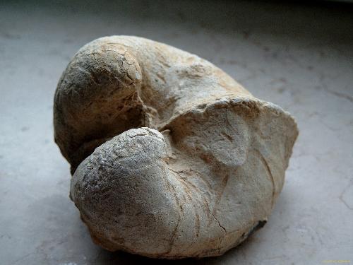 fossile - do not know whose fossile is this