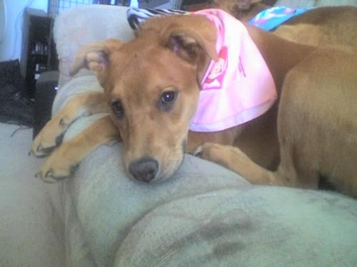 My Puppy - This is Daisy, aww isn't she cute? I love dogs!