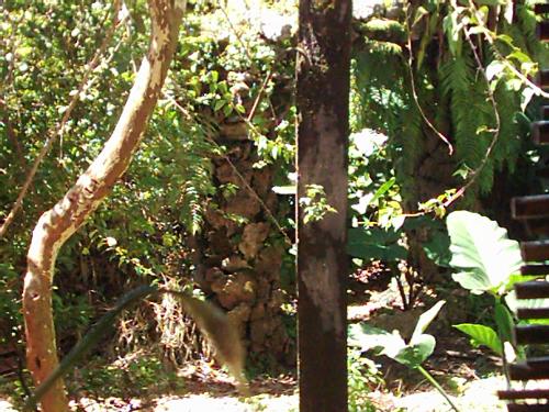 Cafe by the Ruins Baguio City Philippines - A restaurant one must visit when in Baguio City, Philippines.  Highly recommended.  Food is great and place is great.  This is the photograph of the ruins left by the old building.  The site is located at the back of the restaurant.