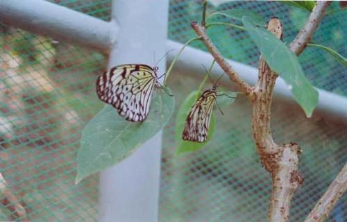 Butterflies - At a butterfly garden in a resort in Anilao, Batangas.  Beautiful sunny day to take a stroll in the butterfly garden.  The resort is also known for their pre-dive pool with baby sharks and a pawikan.  What a treat!