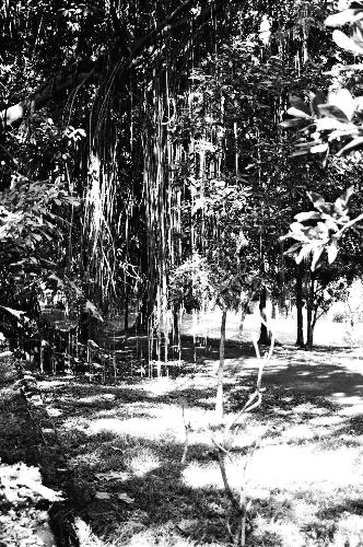 Vines - I could not resist taking a picture of this tree highlighting on the vines.  Taken at Sacred Heart Novitiate where there were lots of hundred-year-old trees.  Magnificent.