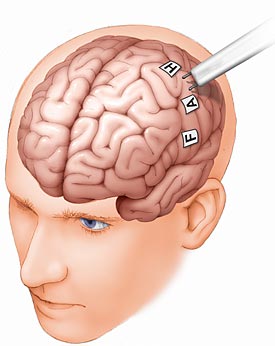 Human Brain - Drawing of a human brain. Human Brain - Drawing of a human brain.