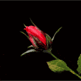 roses - red rose