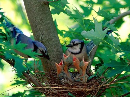 Fantastic Photography - A bird feeding itz children in their 'Home Sweet Home'(nest).