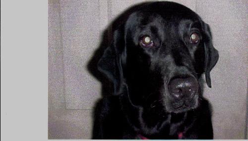 Sister - Here is a picture of my Service Dog. Her name is Sister.
