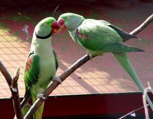 PARROTS IN THE WORLD - C THE ANIMALS ....IN ANIMAL WORLD ALWAYS TENDER IN TOUCH.PARROTS I LUV THEM..AS MY FAV PET ANIMAL...ALSO I DONT LIKE THEM KEEPING IN CAGE....