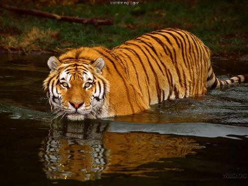 Swimming Tiger - Swimming Tiger