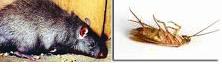 Rat Roach - Rat Roach