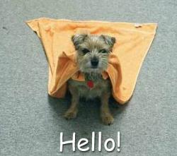 hello - dog in cape