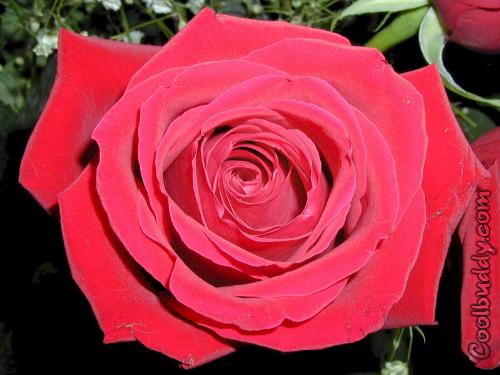 rose - red rose depicts love in its purest form.
