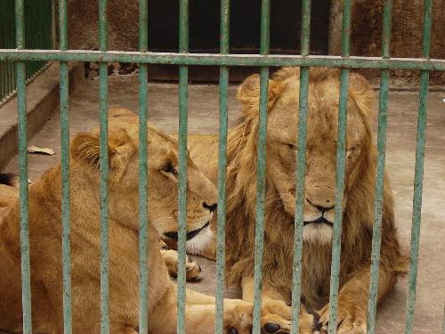 2 lions - i take this image in alexandria zoo in 2006 summer