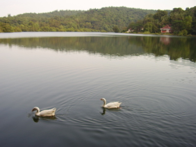 Ducks swimming in a  lake - the ducks are swimming in pairs in Mayem Lake a tourist spot in Goa, India.