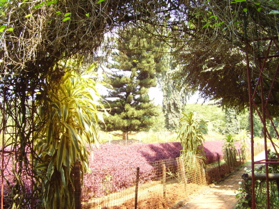 beautiful garden - This is a picture of a beautiful garden in Bondla, Goa, India  it was looking really beautiful.