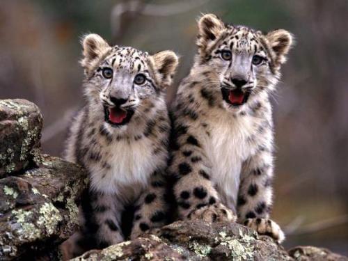 Photography - Photography - Wildlife - Double Trouble, Snow Leopard Cubs