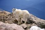 Alaskan Dall Sheep - Alaskan Dall Sheep roam the hillsides in a wonderful display of survival of the fittest.