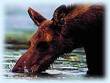 Moose in Homer, Alaska - A Moose drinks nearby in Homer, Alaska.