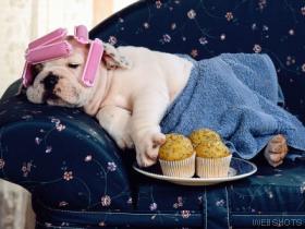 Dog - One of gods cutest creations..