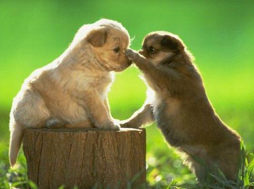 Playing Puppys - two puppys playing with each other showing their lovingness!!!!!