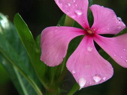 flower - flower