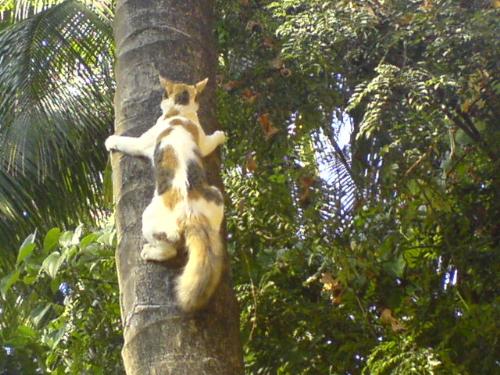 Cat practising for olympics - --