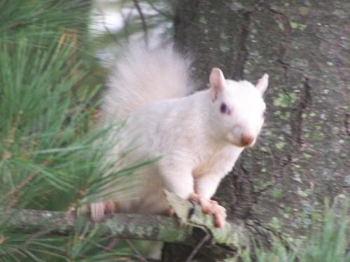 White Squirrels - Here is a picture of what these creatures look like!