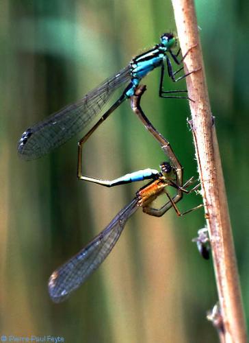 agrion - hello...friends this photo tells about the insect sitting in a leaf ...................