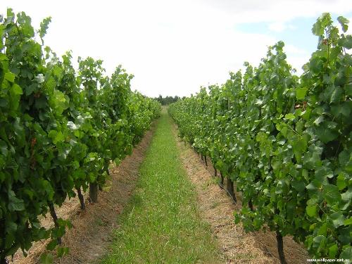 Wineyard - yarra valley wineyard