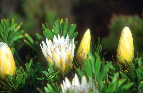nature4 - hello friends this photo shows the flowers.........