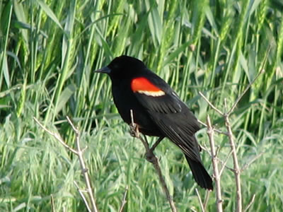 nature12 - hello friends this photo is about the black bird....................