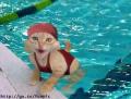 Cat - See the different CAT..