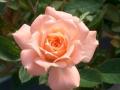 Rose - Rose